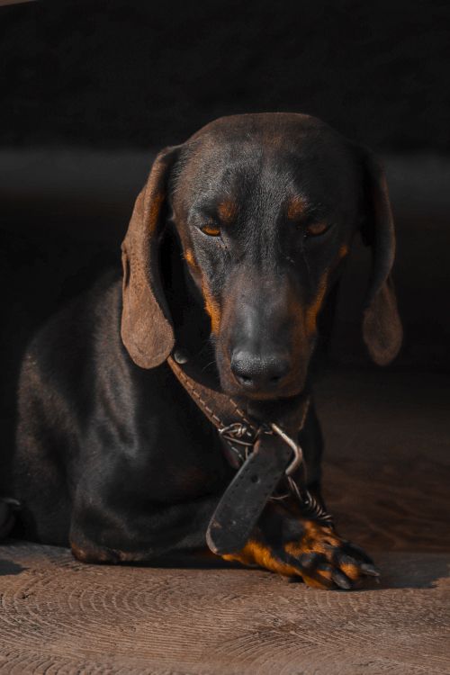 Free Close-up of a black and tan Dachshund dog wearing a collar, highlighting texture and expression. Stock Photo