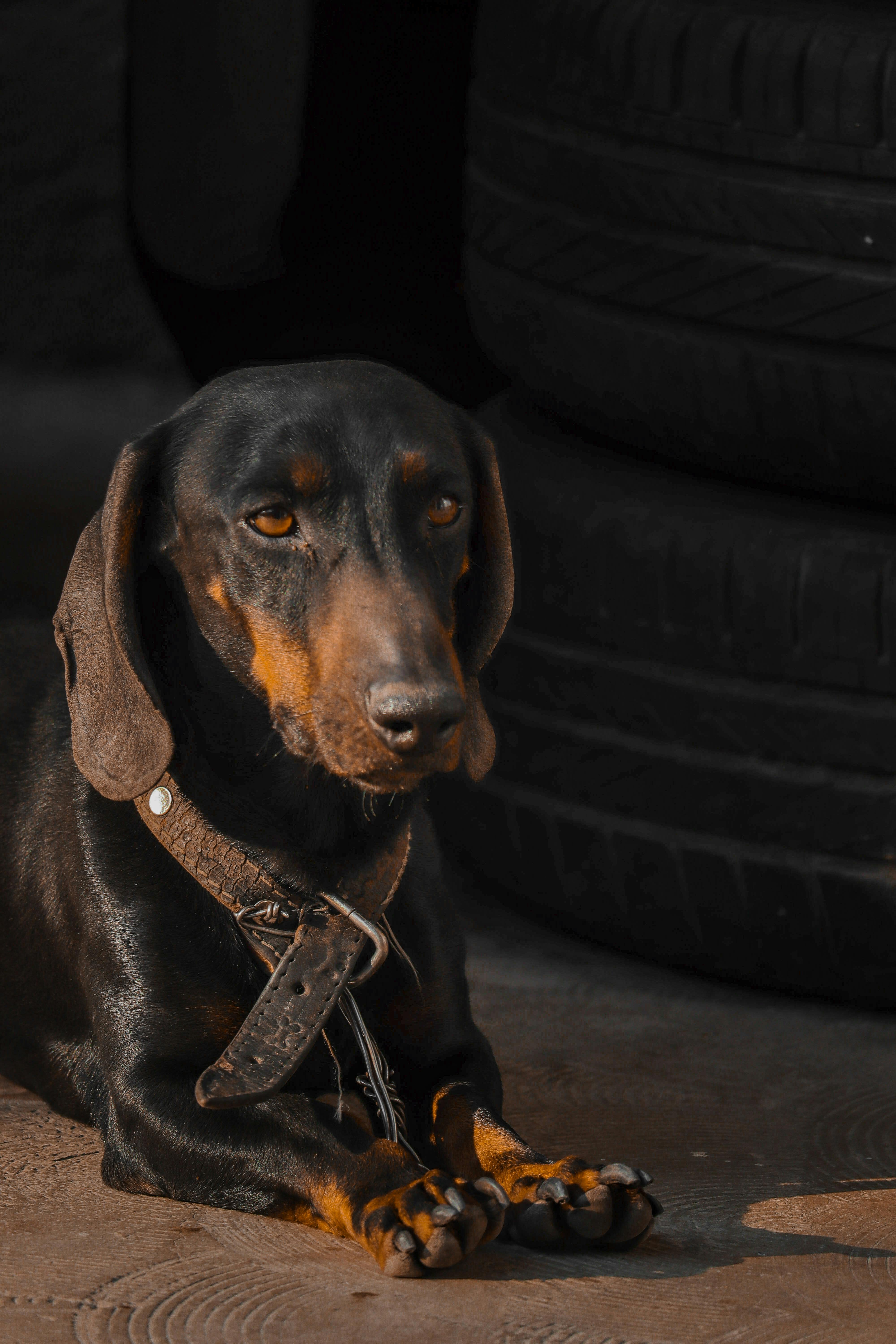 Dog jumping into car with pet car door guard