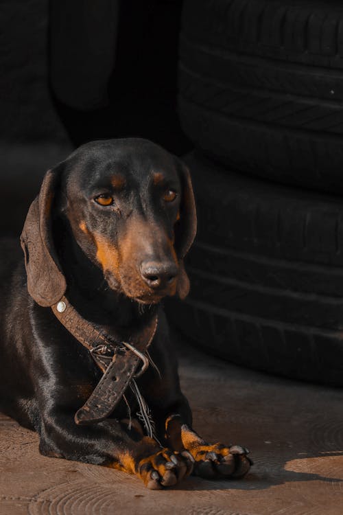 Foto profissional grátis de animal, bonitinho, cachorro