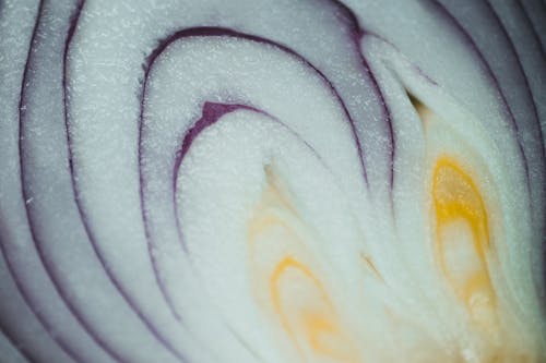 Onion in Close Up