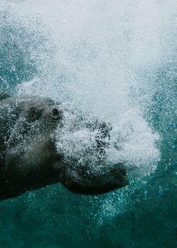 Captivating underwater shot of a hippopotamus blowing bubbles at Tampa Zoo.