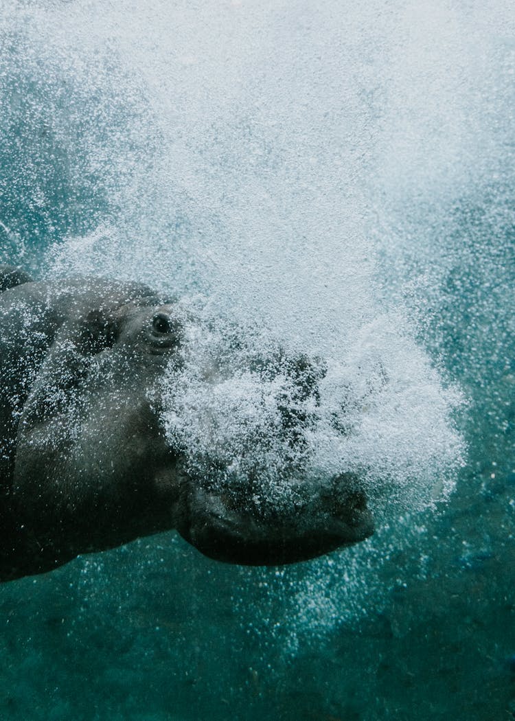 Hippopotamus Swimming In Lake