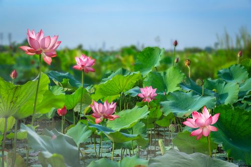 Free Beautiful pink lotus flowers blooming in a tranquil pond setting. Stock Photo