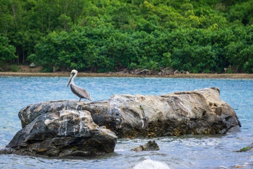A Pelican on a Rock
