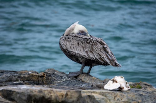Seagull Sitting on Rock on Seashore