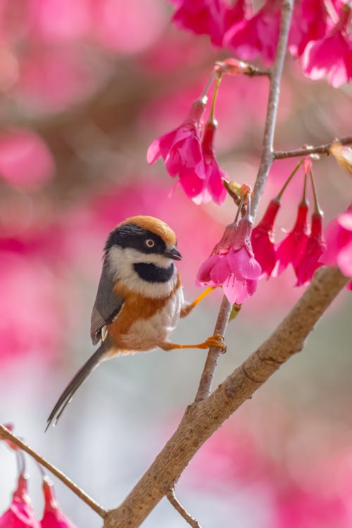 Close-up of Bird Sitting on Blooming Tree Branch