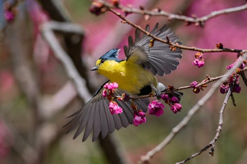 Close-up of Bird Sitting on Blooming Tree Branch