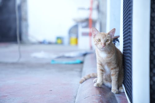 Gratis stockfoto met beest, detailopname, huisdieren