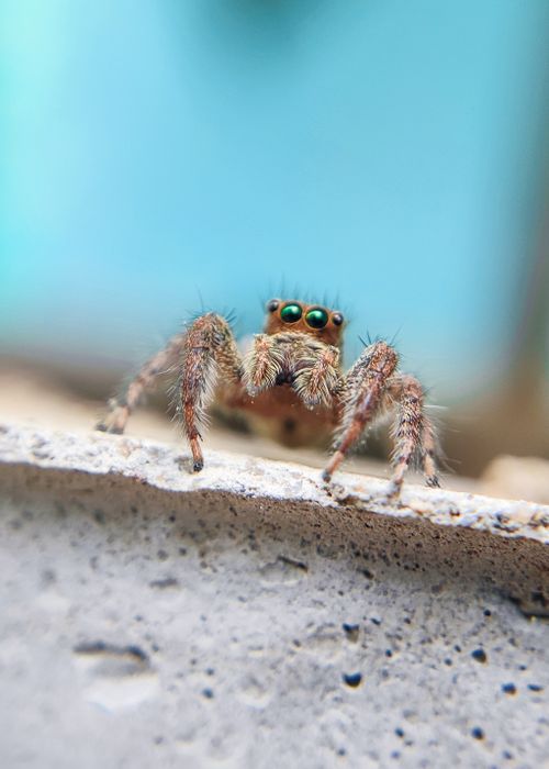 Free Detailed macro shot of a jumping spider on a concrete surface with a blurred background. Stock Photo
