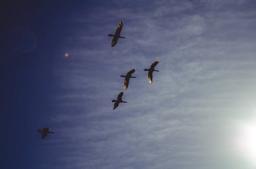 Birds in Flight 