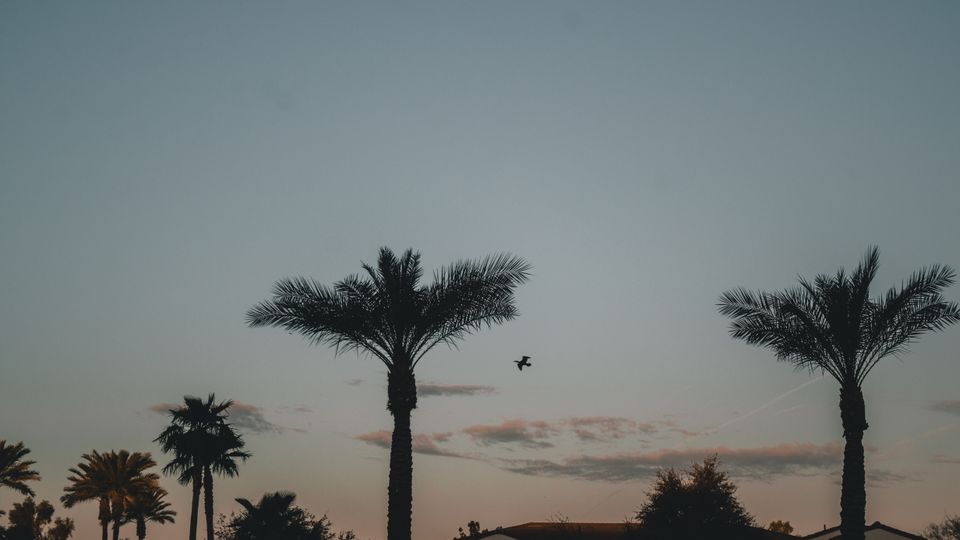 Silhouettes of palm trees against a vibrant sunset sky in Chandler, Arizona.