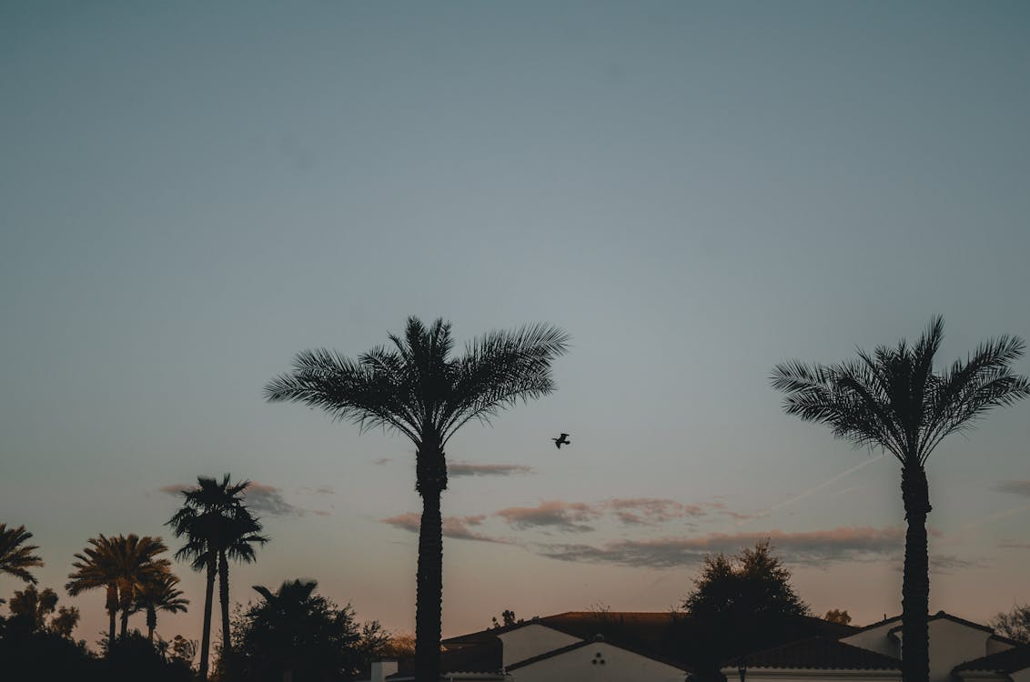 Silhouettes on Palm Trees in Sunset Sky