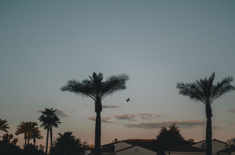 Palm trees silhouetted against a desert sunset. Photo by Jonathan Meyer on Pexels