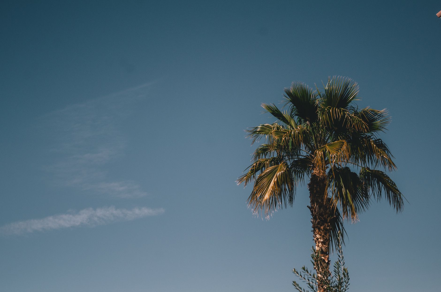A tranquil view of a palm tree against a blue sky in Chandler, Arizona, perfect for summer themes.