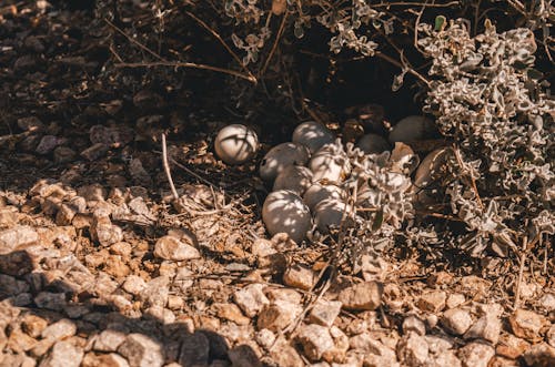 Darmowe zdjęcie z galerii z gleba, gniazdo, jajka