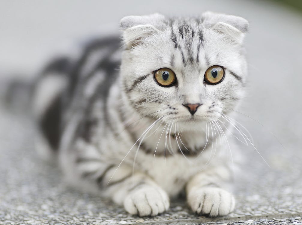 かわいらしい グレーと白猫 ネコ ペット 動物 可愛い 子猫 猫 猫の壁紙 猫の背景 猫科の無料の写真素材