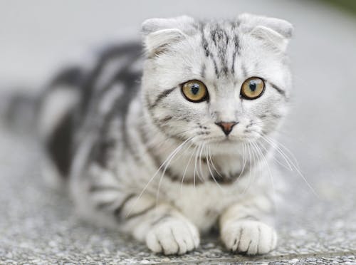Gratis stockfoto met aanbiddelijk, beest, grijze en witte kat