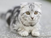 一只灰白色苏格兰折耳猫躺在纹理表面上，特写镜头中它的眼睛格外引人注目