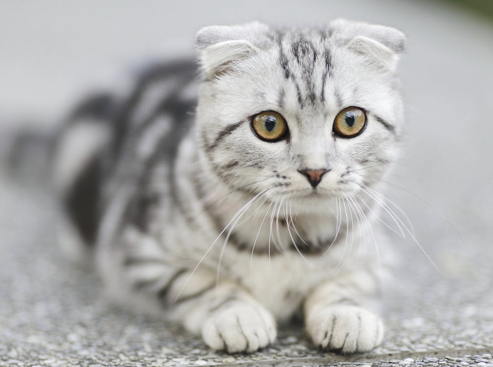 White and black cat looking concerned