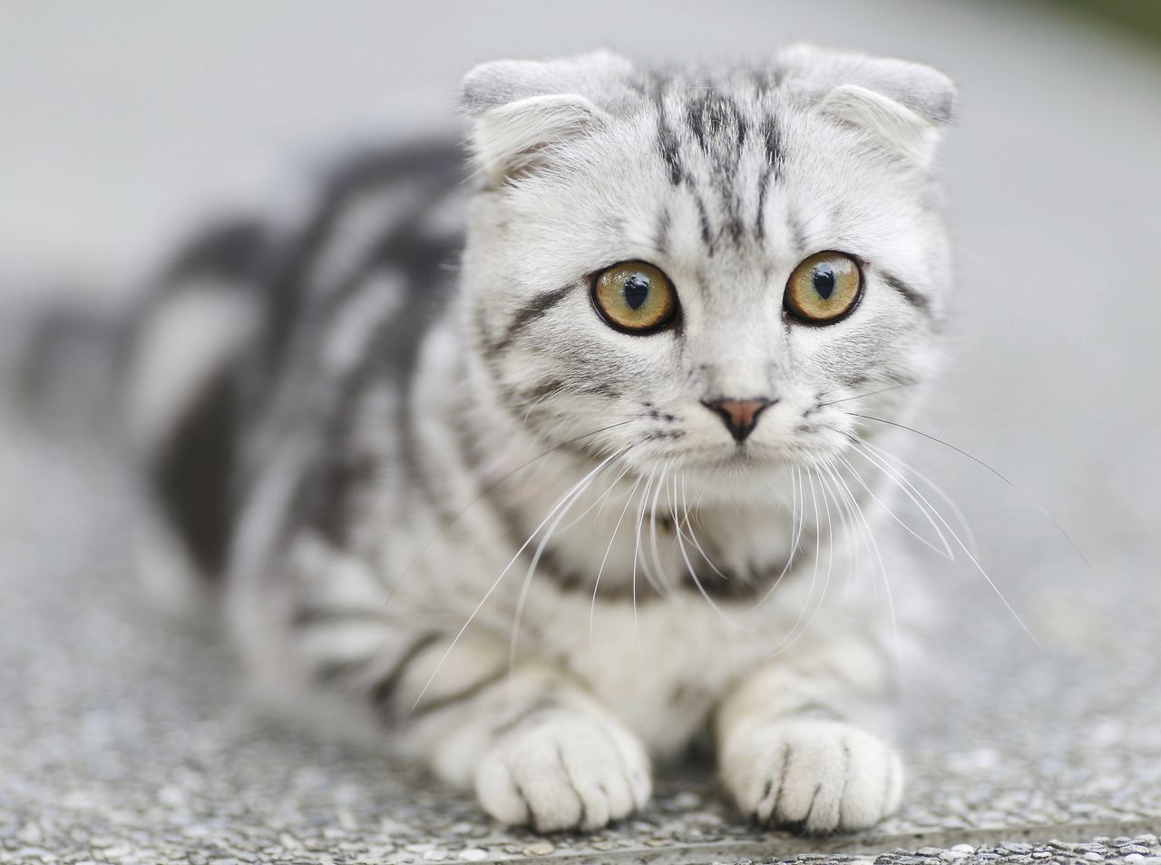 close up of a grey and white scottish fold kitten with striking eyes l