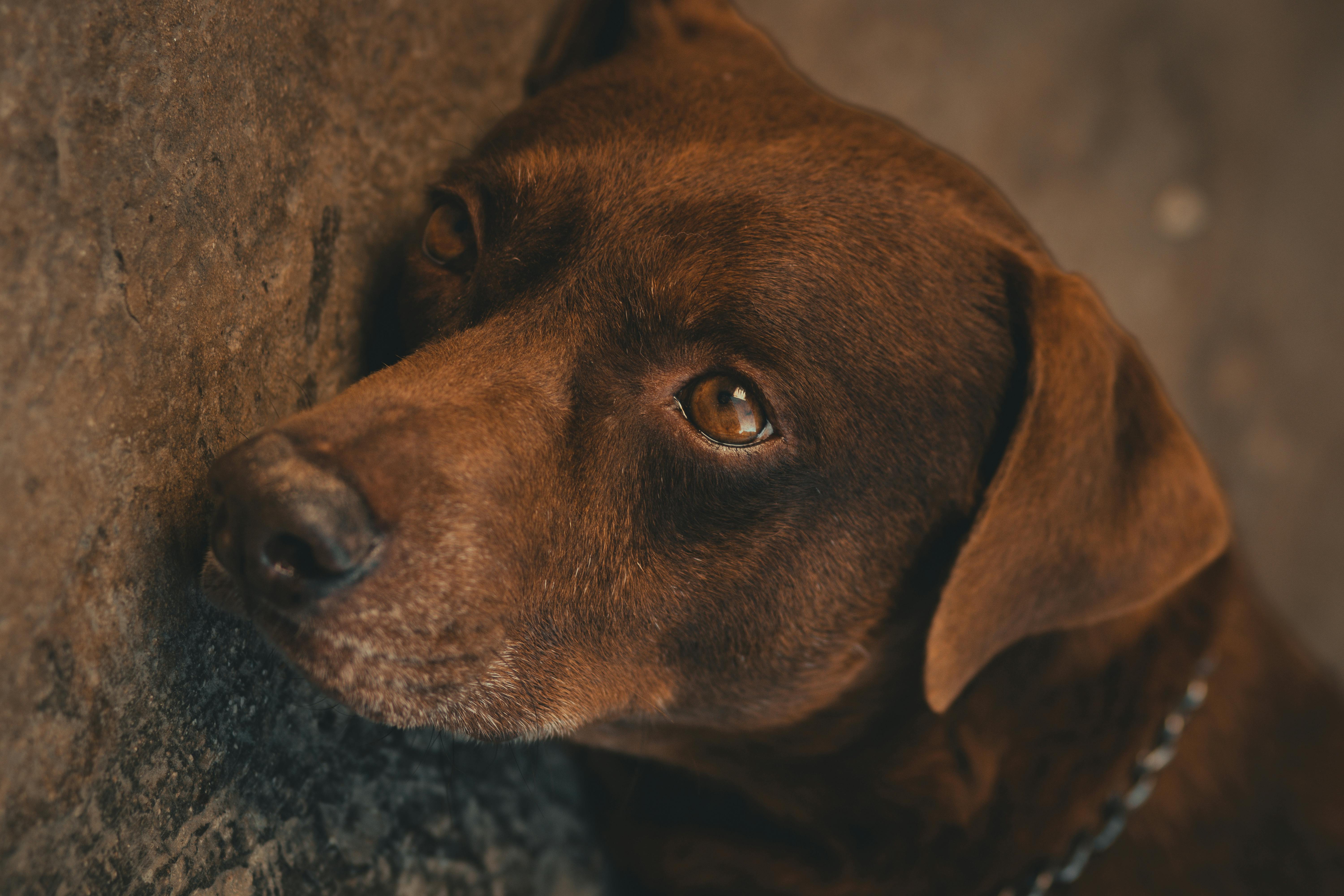 Close-up of a Head of a Dog