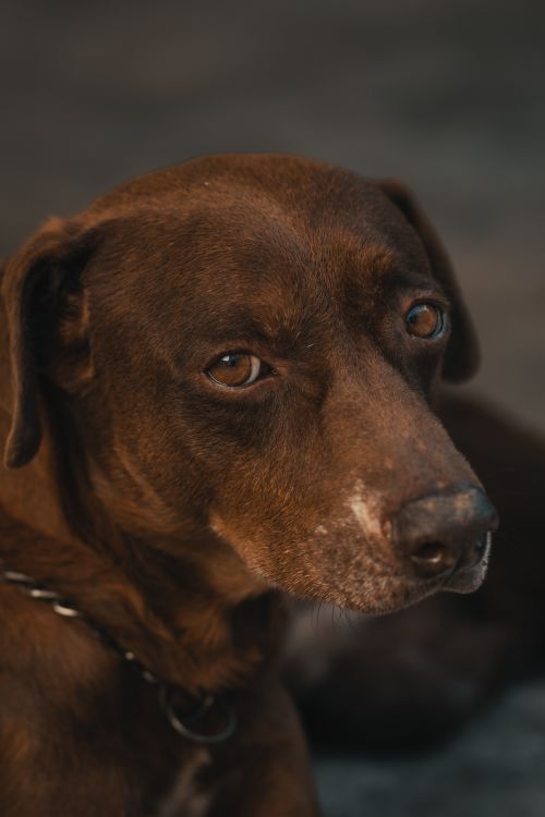 Free Intimate close-up portrait of a contemplative brown dog outdoors. Stock Photo