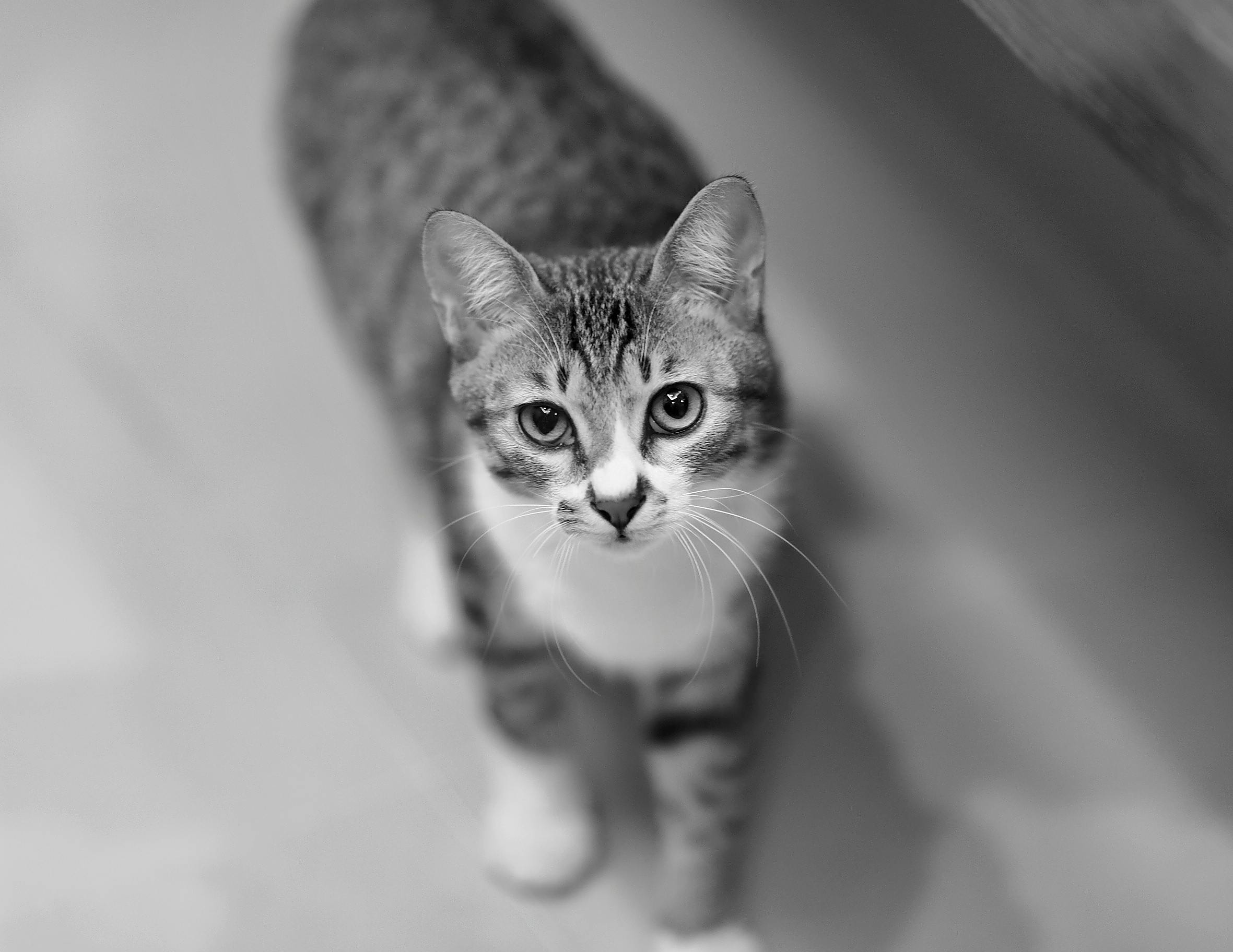 small gray tabby cat
