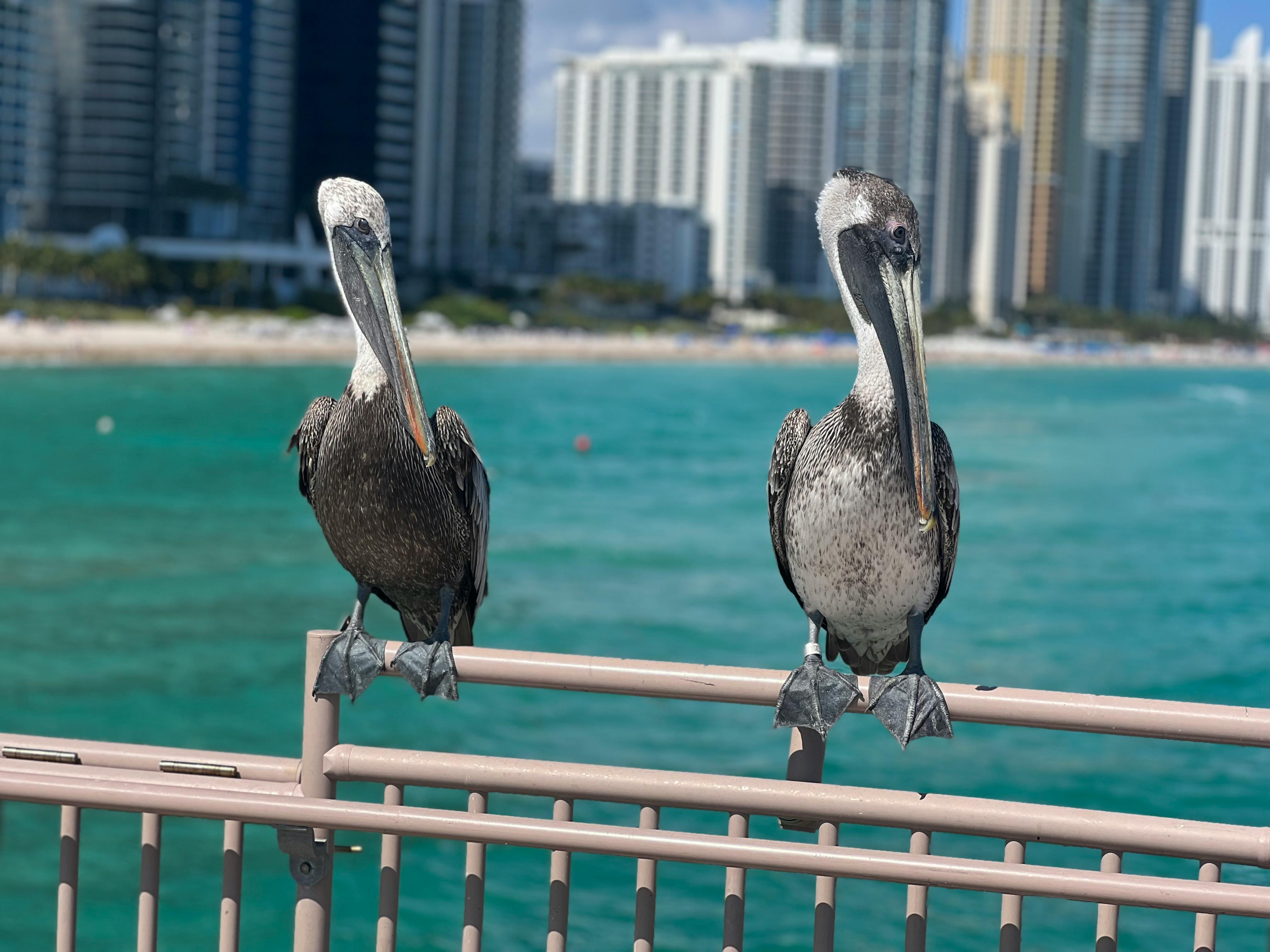United States Elevates Miami’s Global Profile as Jupiter Festival Connects Media Innovation, Creator Economy, and Experientia
