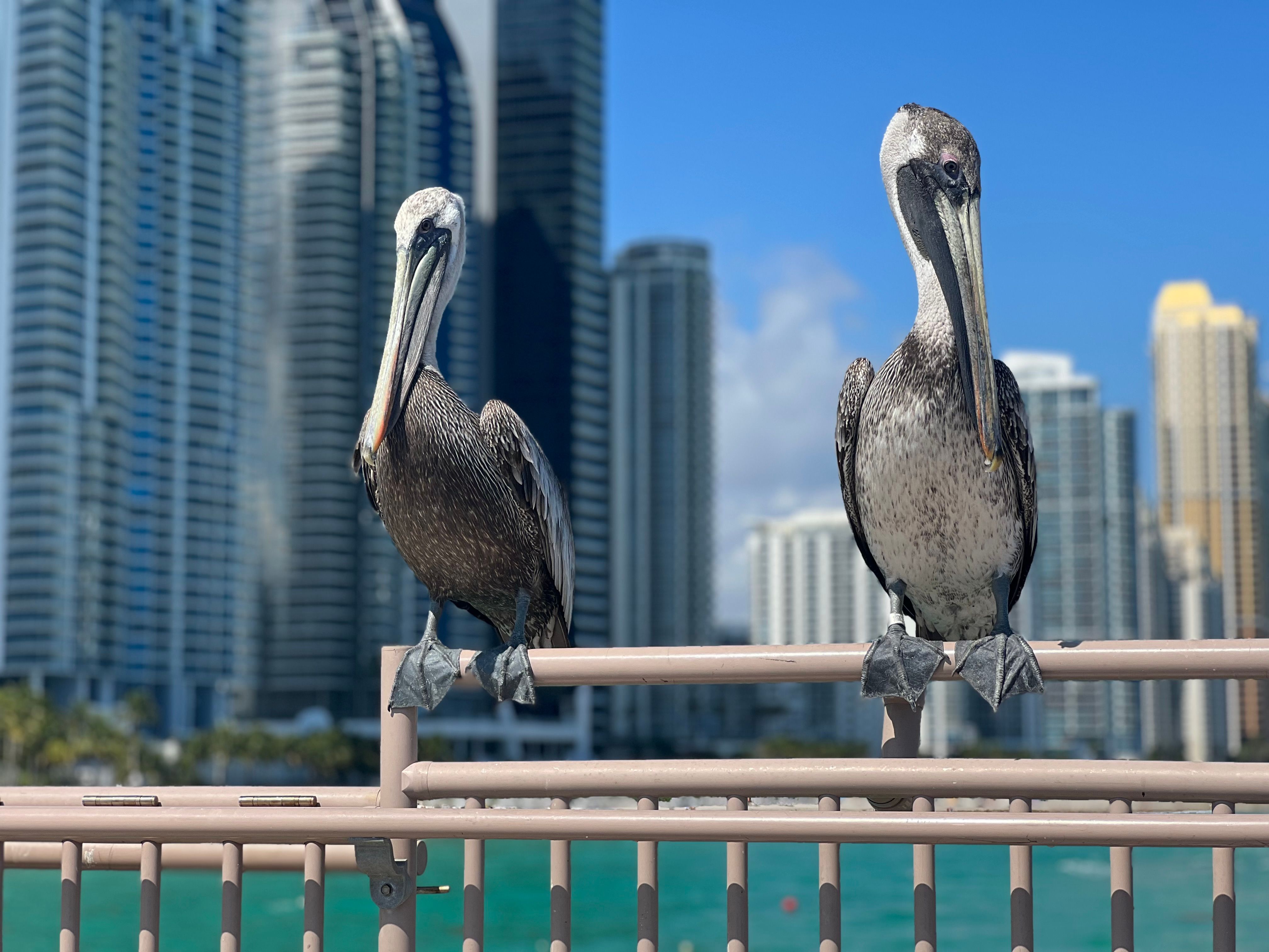 Pelican
