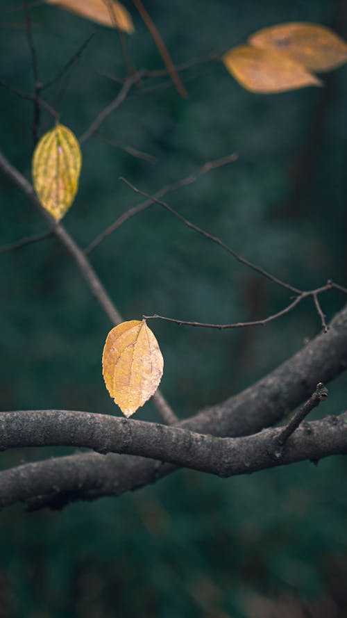 Darmowe zdjęcie z galerii z drzewo, gałąź, jesień