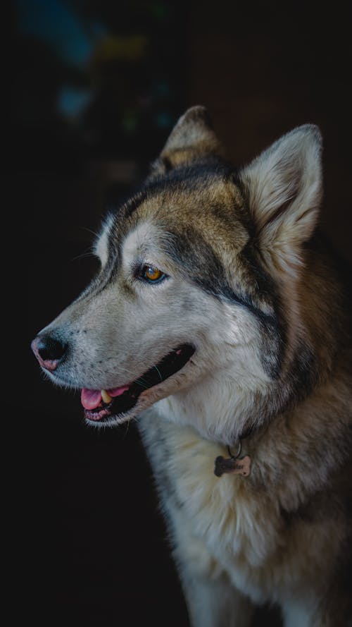 Close up of Dog Head