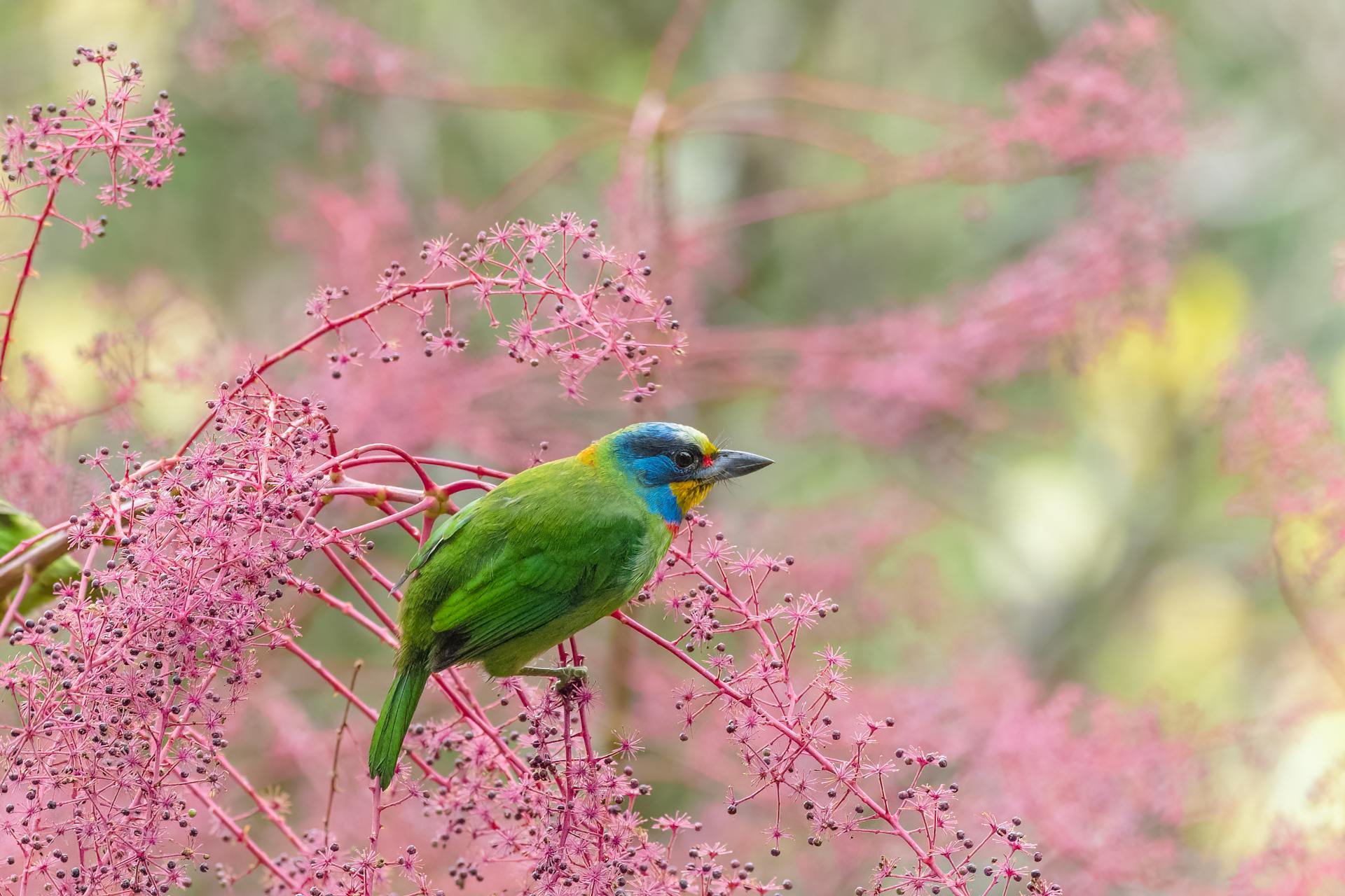 Close-up of a Taiwan Barbet on a Tree with Pink Flowers