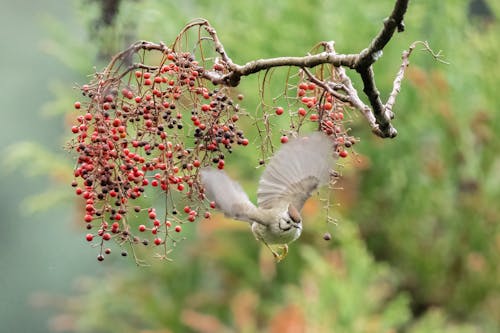 Gratis lagerfoto af dyrefotografering, frugter, fugl