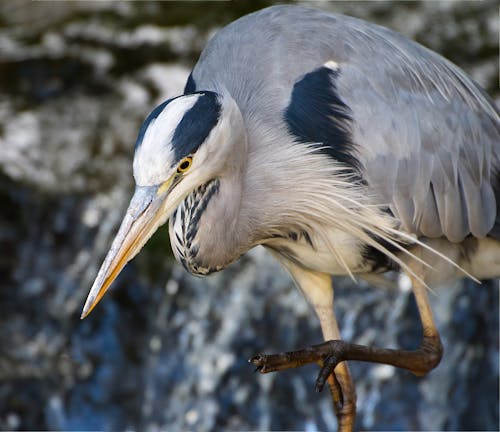 Grey Heron Stalking