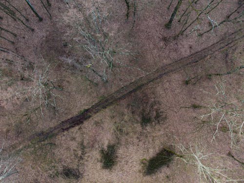 Fotos de stock gratuitas de bosque, caer, camino de tierra