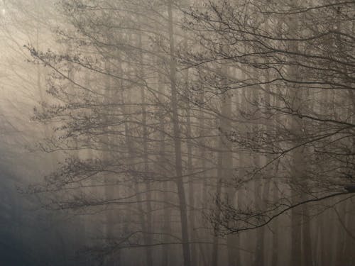 Autumn Trees in Thick Fog