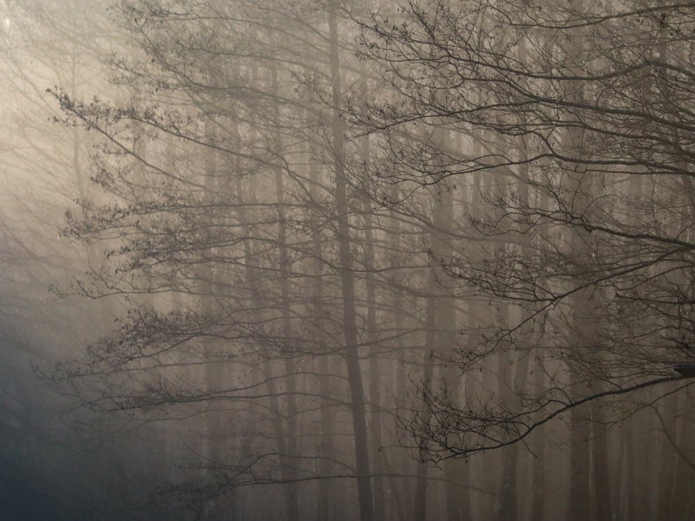 Autumn Trees in Thick Fog