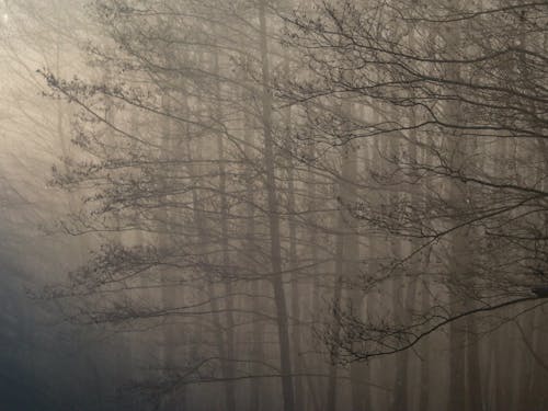 Free Autumn Trees in Thick Fog Stock Photo