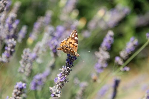 Close-up of Butterfly Sitting on Wildflower in Field