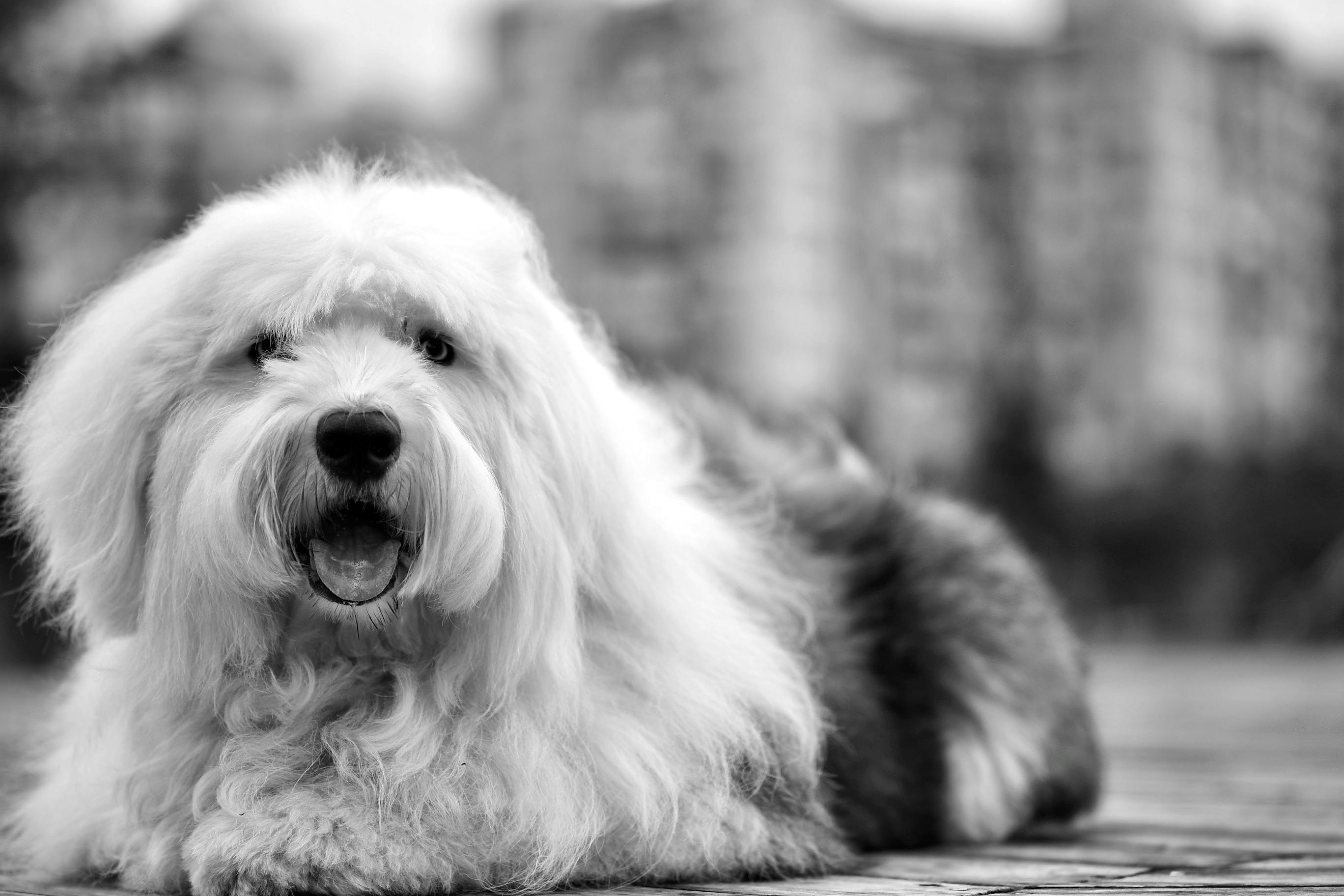 Old English Sheepdog Isolated On White Background Banco de Imagens Royalty  Free, Ilustrações, Imagens e Banco de Imagens. Image 36435706.