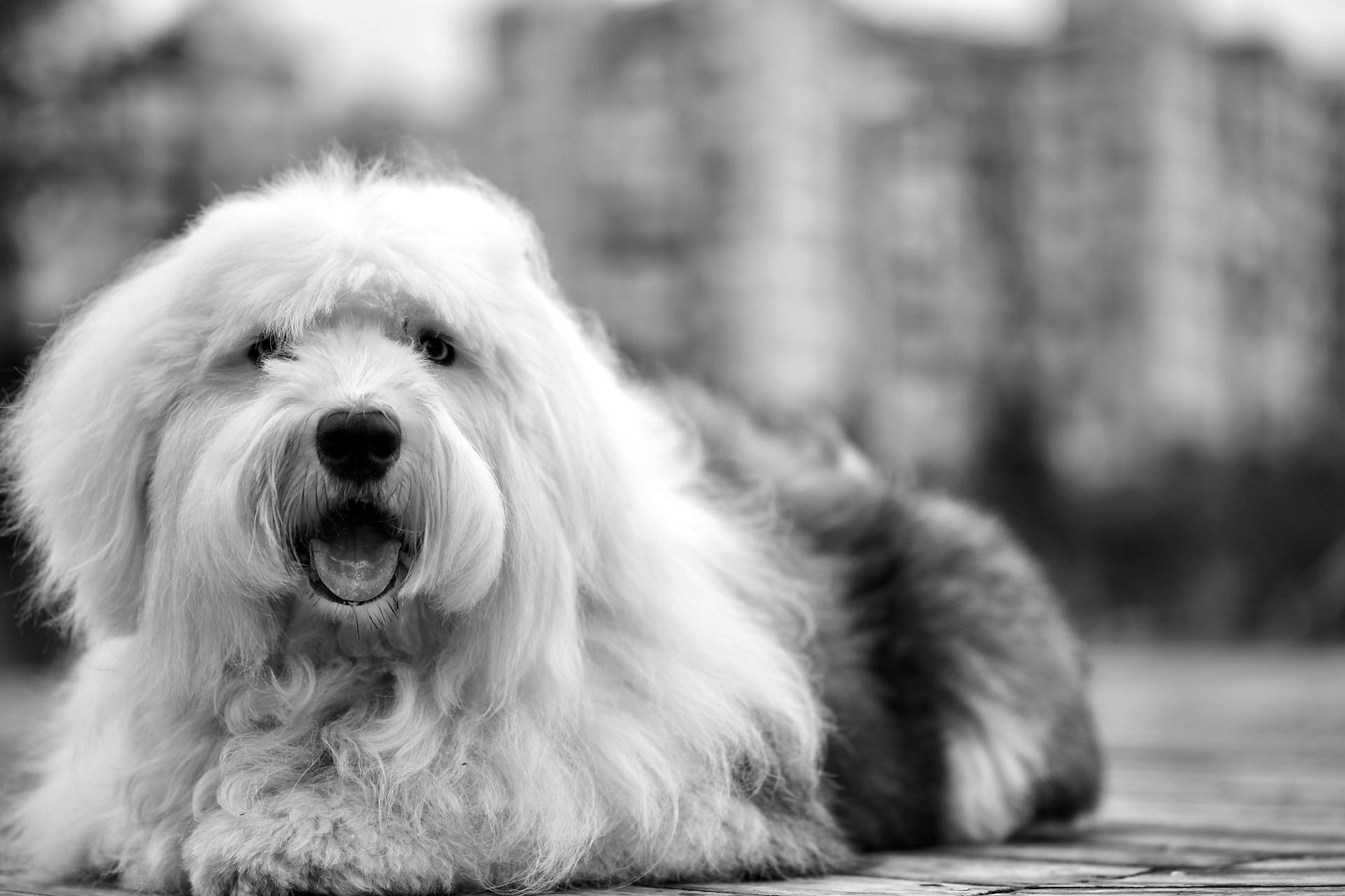 White Black Old English Sheepdog