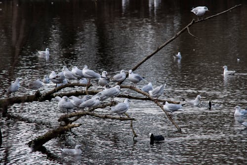 Birds Sitting on Tree Branch in Water