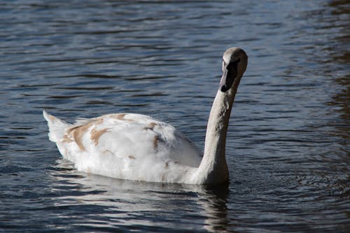 A Swan in Water 