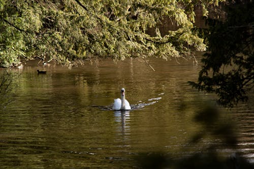 A Swan in Water 