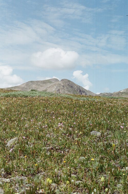 Grass Field and Mountains in Distance 