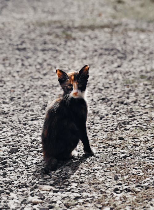 Immagine gratuita di animale, animale domestico, carino