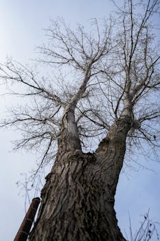 A towering tree with intricate bark extending into a clear winter sky, showcasing nature's beauty.