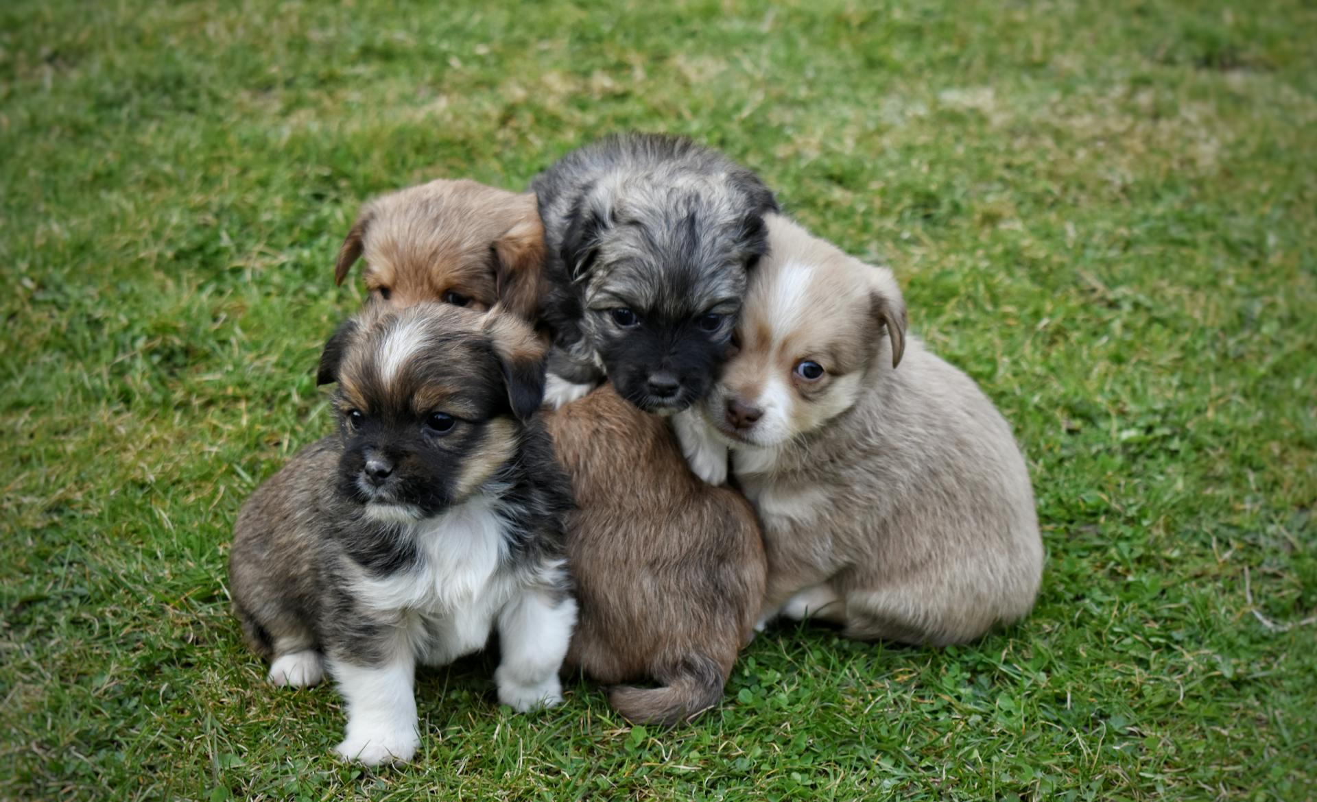 Close up of Puppies on Ground