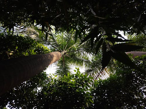 Low Angle Shot of Tropical Trees
