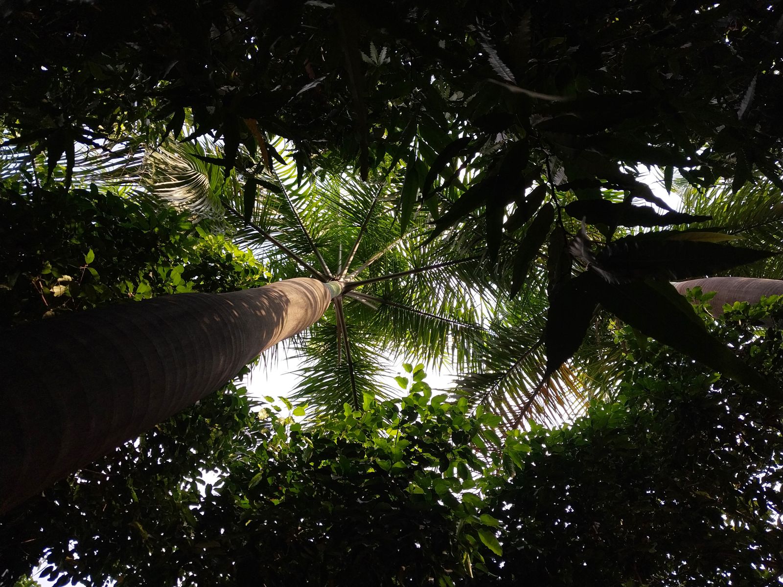 Jungle & Nature in Cambodia
